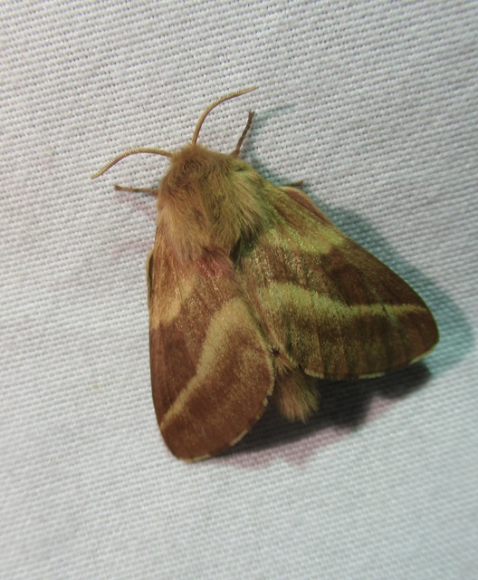 Malacosoma castrensis - kutyatejszövő