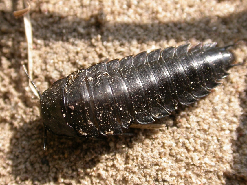 Silphidae - dögbogárfélék Silphidae - dögbogárfélék