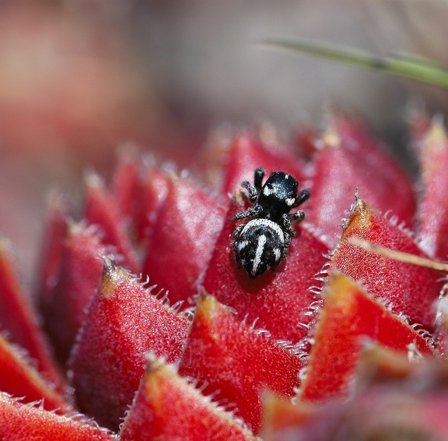 Araneae - Pókok Araneae - Pókok