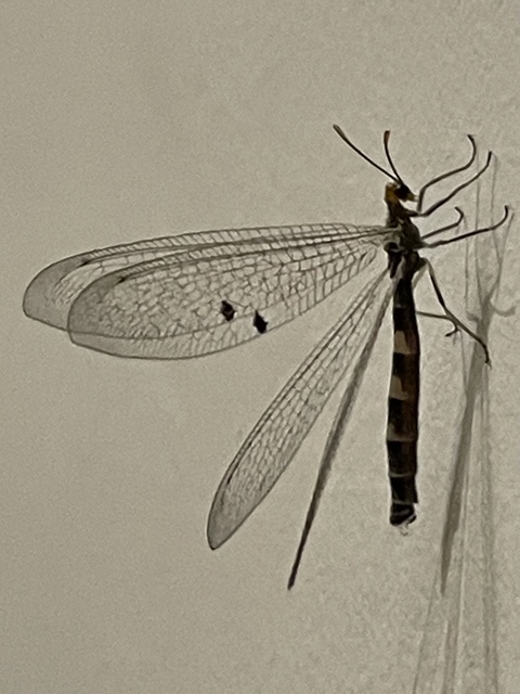 Megistopus flavicornis - kétfoltos hangyaleső