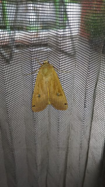Noctua pronuba - nagy sárgafűbagoly