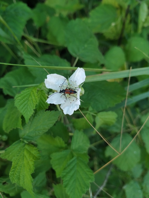 Stenurella bifasciata - kétöves karcsúcincér