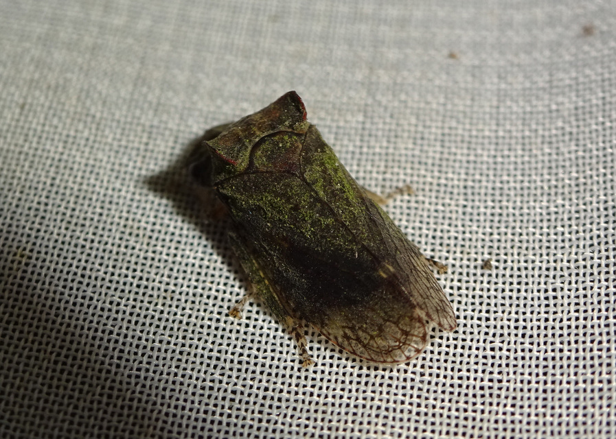 Ledra aurita - füleskabóca