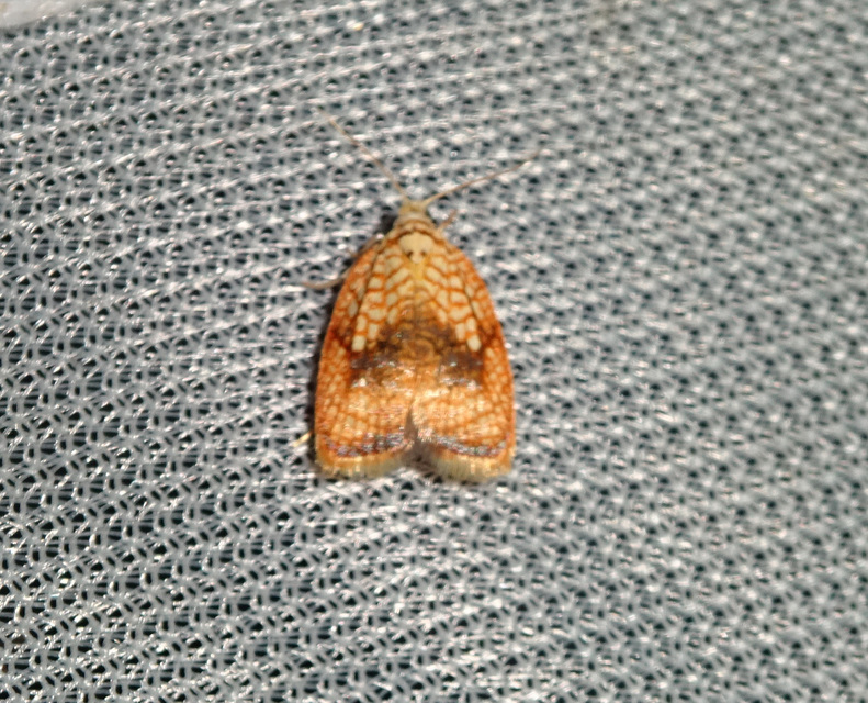 Acleris forsskaleana - juharos levélmoly