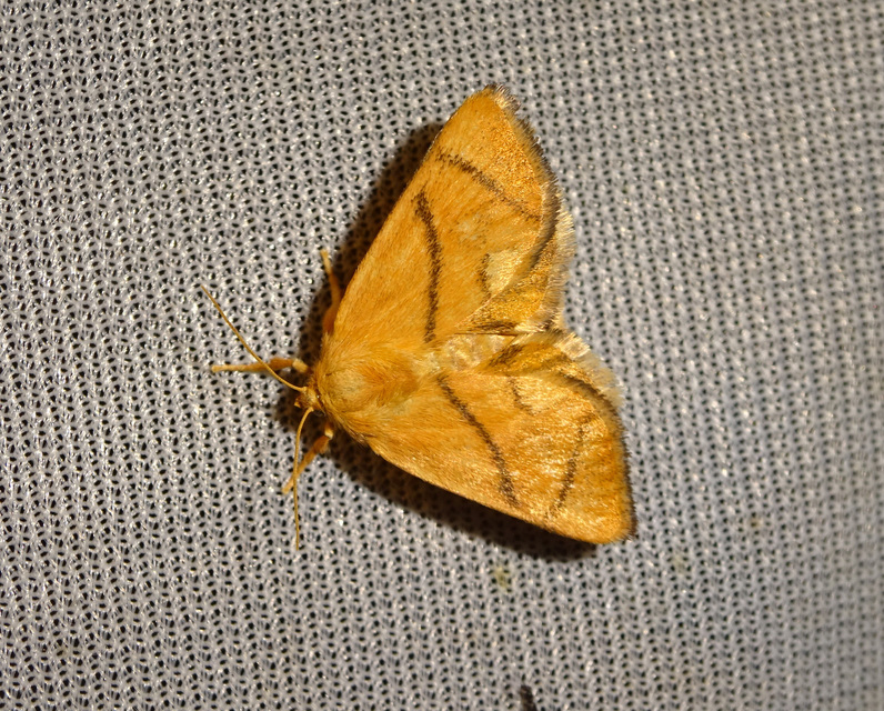 Apoda limacodes - kagylólepke