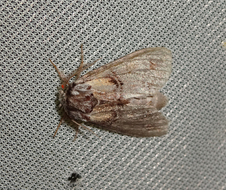 Drymonia velitaris - hegyi púposszövő