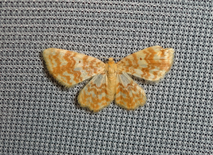Hydrelia flammeolaria - narancssárga araszoló
