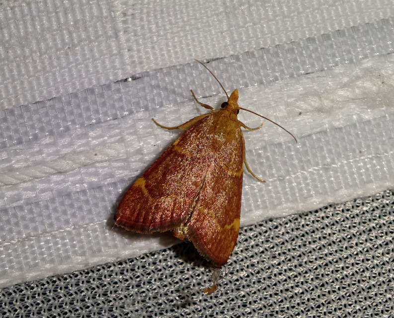 Hypsopygia rubidalis - vörös fényilonca