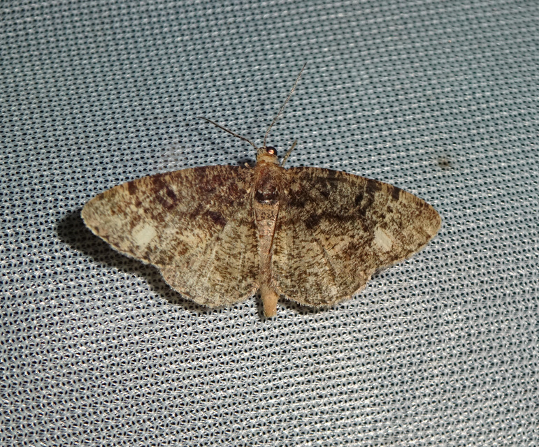 Parectropis similaria - barna zuzmóaraszoló