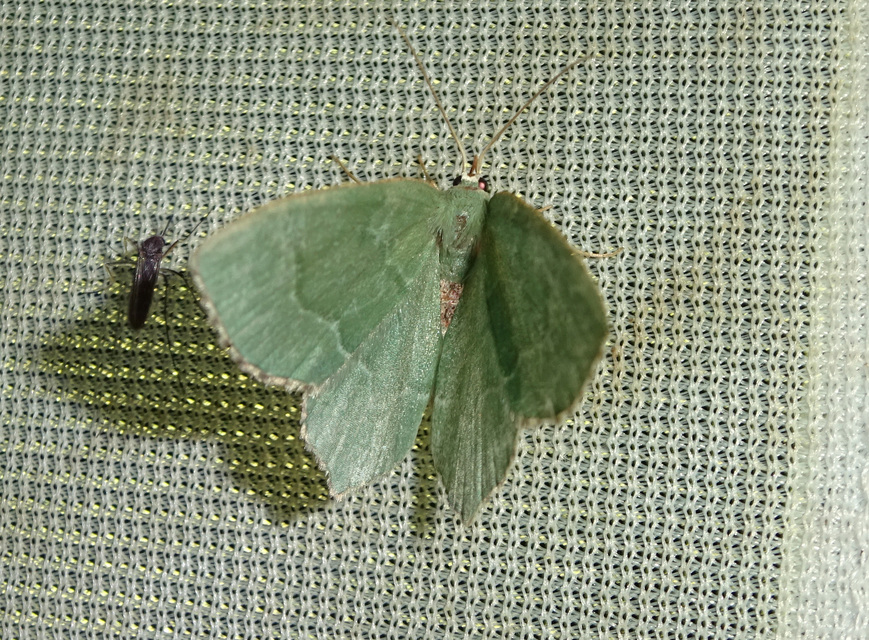 Hemithea aestivaria - nyír-zöldaraszoló