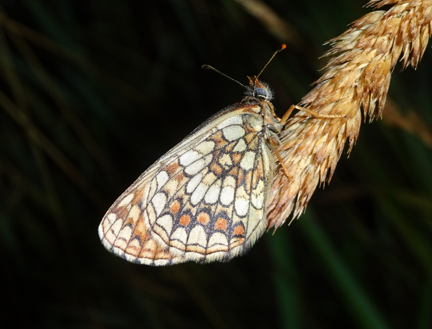 Melitaea aurelia - recés tarkalepke