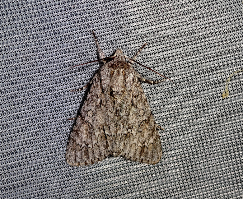 Acronicta aceris - vadgesztenye-szigonyosbagoly