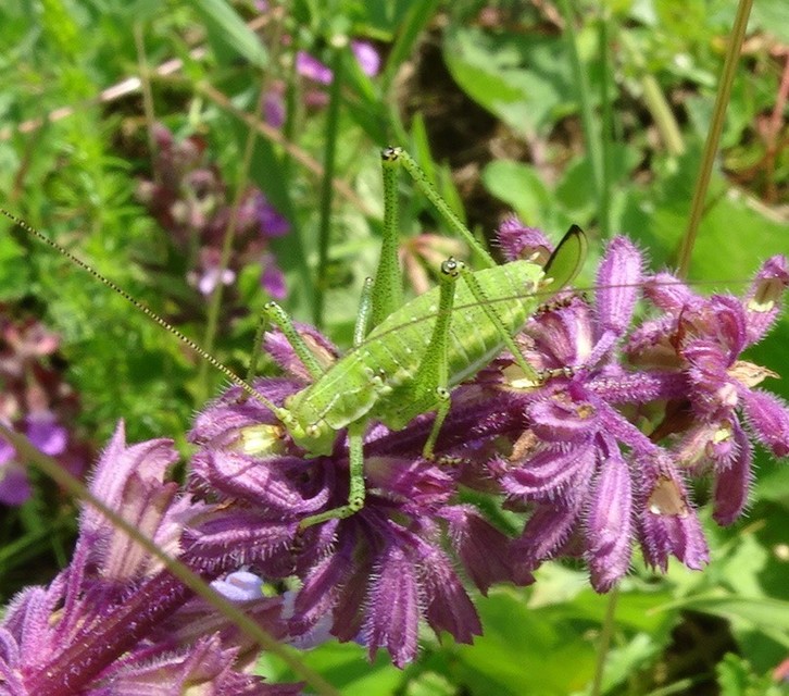 Leptophyes albovittata - közönséges virágszöcske