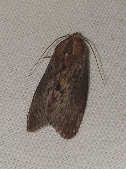 Galleria mellonella - nagy viaszmoly