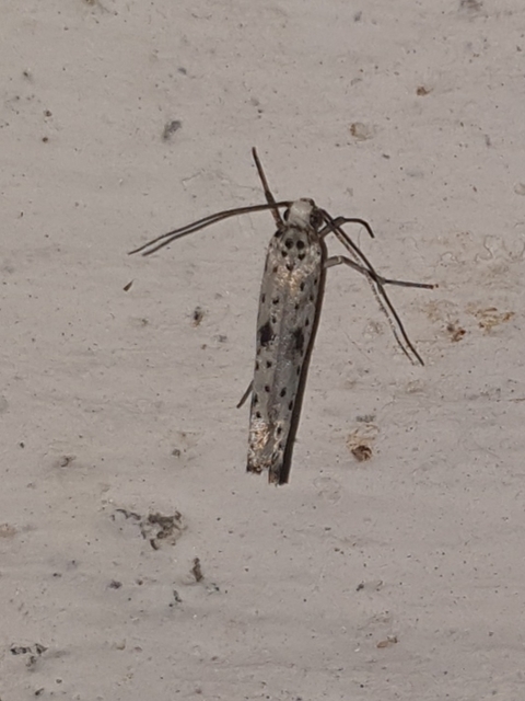 Yponomeuta plumbella - pókhálós bengemoly