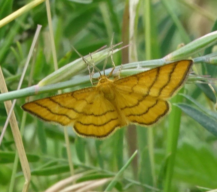 Idaea aureolaria - aranyos sávosaraszoló