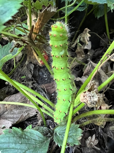 Saturnia pavoniella/pavonia Saturnia pavoniella/pavonia