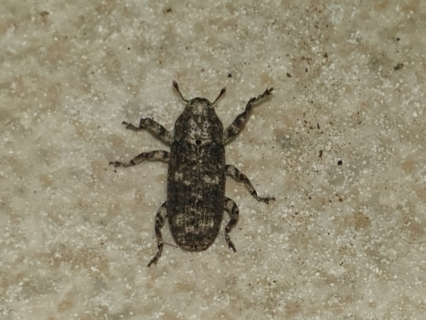 Gasterocercus depressirostris - laposorrú ormányos