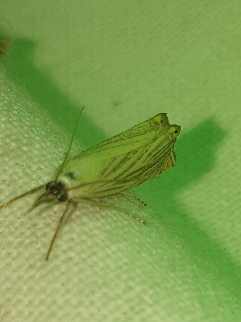 Chrysoteuchia culmella - kerti fűgyökérmoly