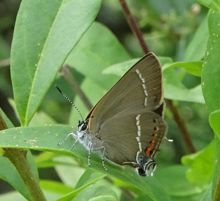 Satyrium spini - kökény-csücsköslepke