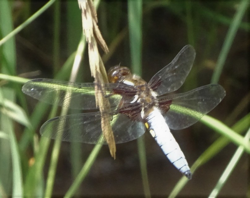 Libellula depressa - széles laposacsa