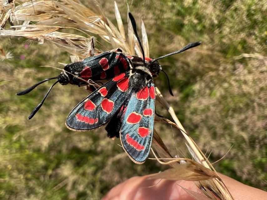 Zygaena carniolica - fehérgyűrűs csüngőlepke
