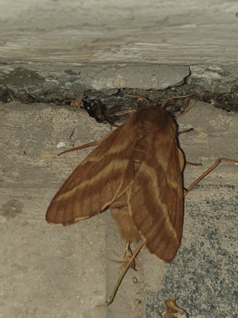 Malacosoma neustria - gyűrűsszövő