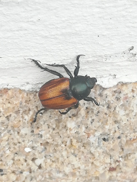 Anisoplia lata - széles szipoly Anisoplia lata - széles szipoly