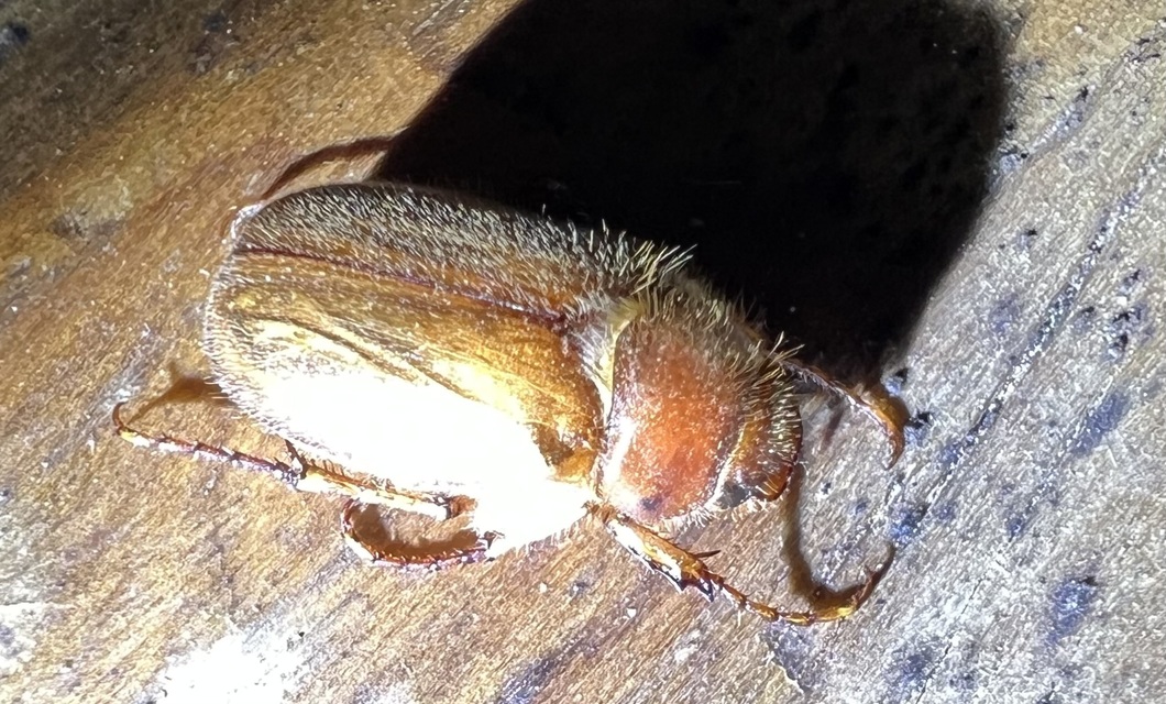 Amphimallon assimile - kis sárgacserebogár