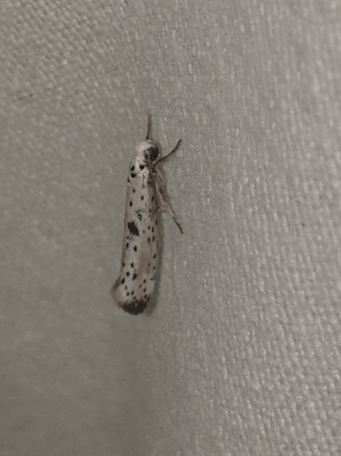 Yponomeuta plumbella - pókhálós bengemoly