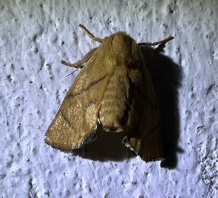 Apoda limacodes - kagylólepke