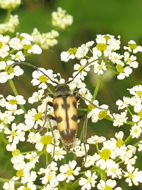 Pachytodes erraticus - rajzos virágcincér