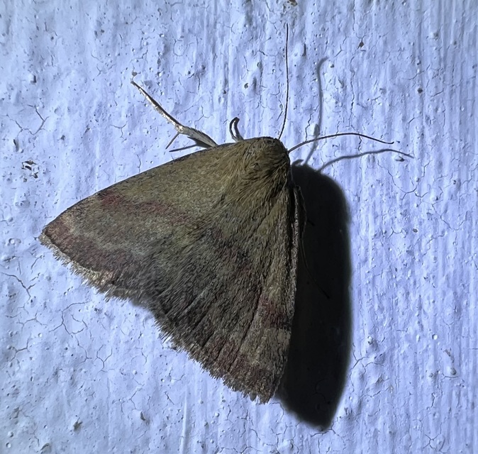 Phytometra viridaria - pirossávos bagoly