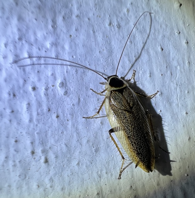 Ectobius sylvestris - fekete erdeicsótány