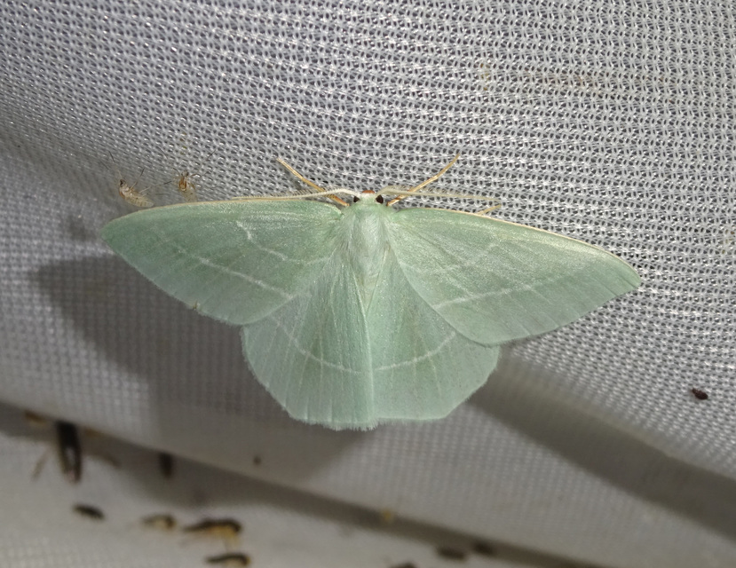 Hemistola chrysoprasaria - kékes zöldaraszoló