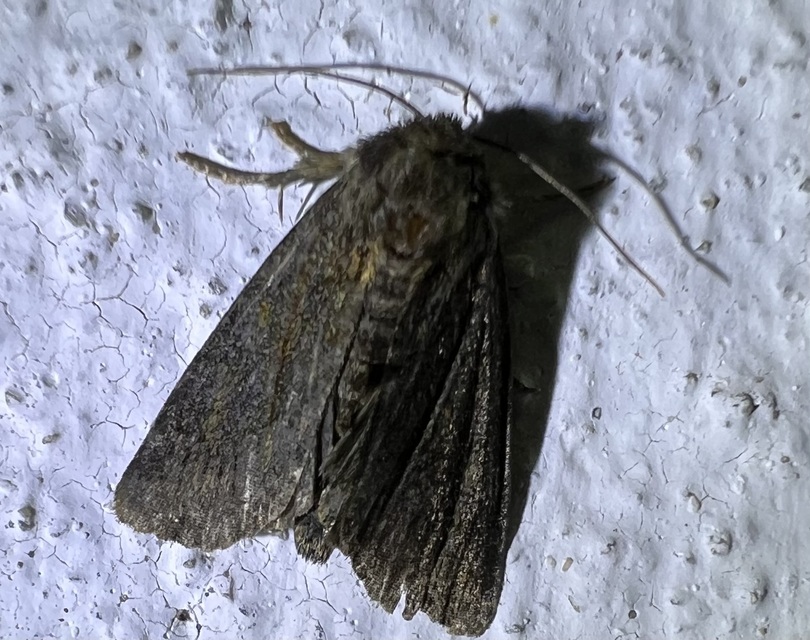 Oligia latruncula - fekete dudvabagoly