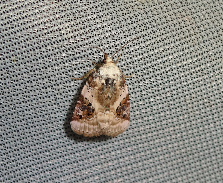 Pseudeustrotia candidula - fehéres apróbagoly