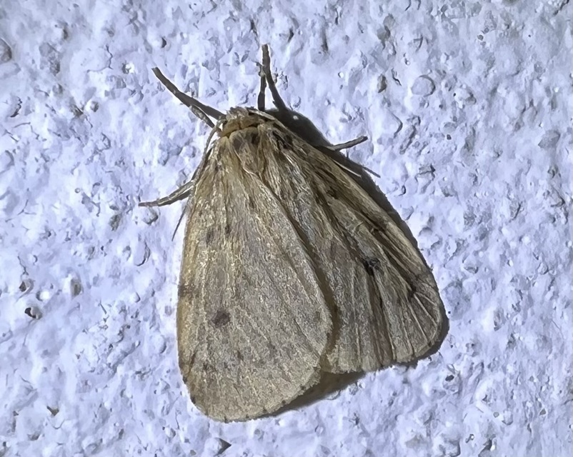Thumata senex - mocsári medvelepke