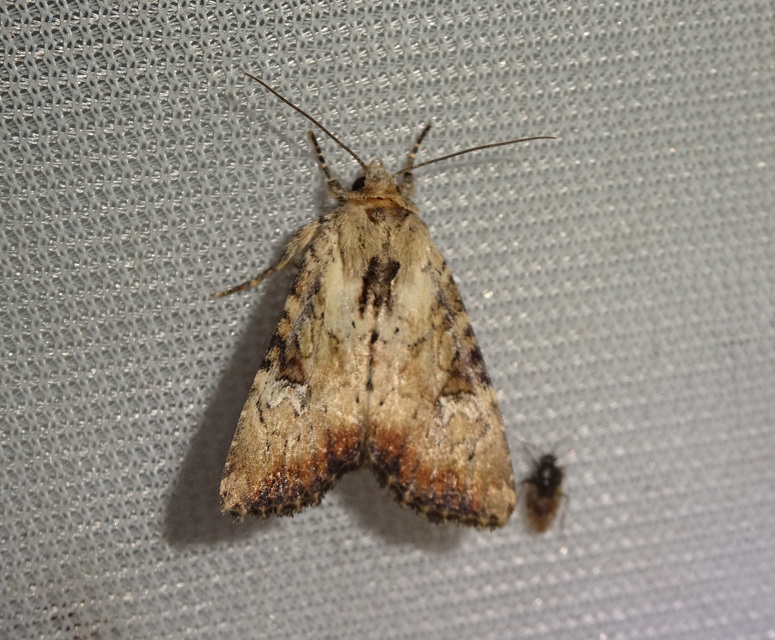 Loscopia scolopacina - csinos dudvabagoly