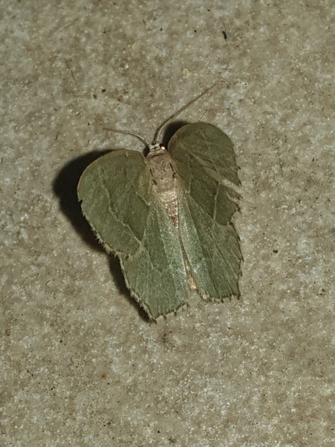 Hemithea aestivaria - nyír-zöldaraszoló