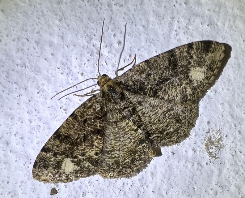Parectropis similaria - barna zuzmóaraszoló