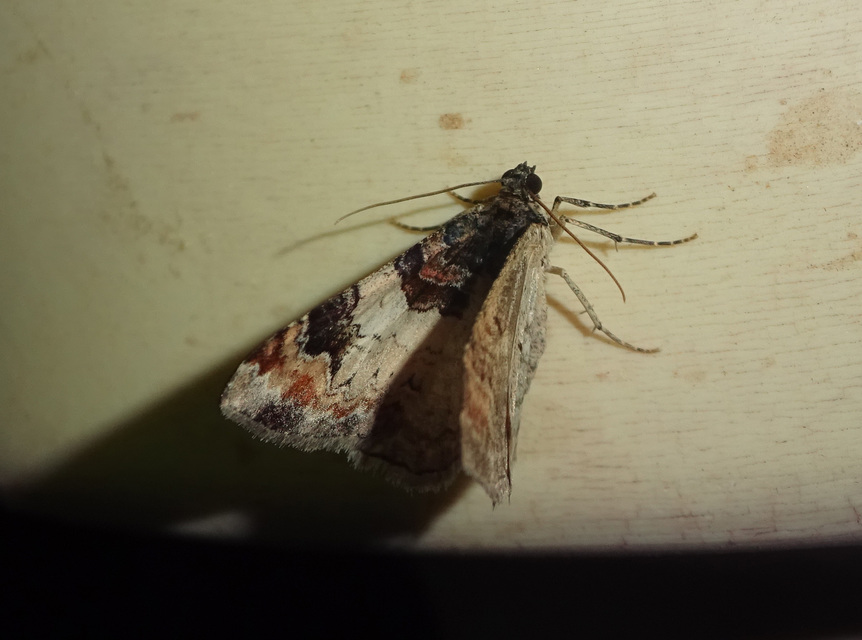 Catarhoe cuculata - csuklyás tarkaaraszoló