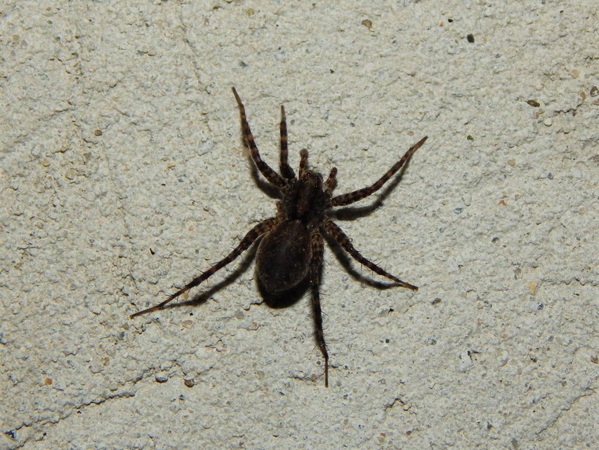 Araneae - Pókok
