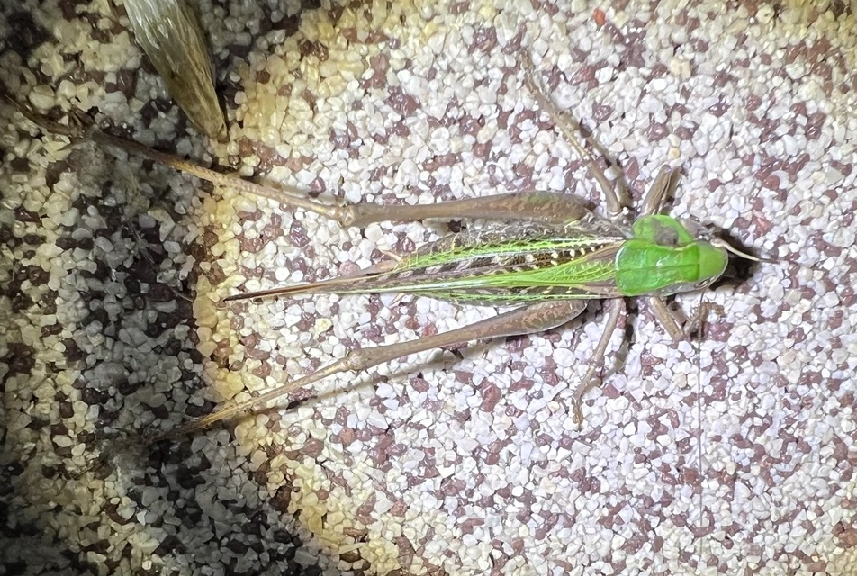 Decticus verrucivorus - szemölcsevő szöcske