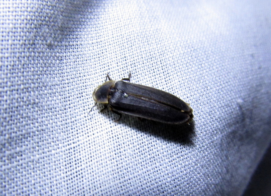 Lampyris noctiluca - nagy szentjánosbogár