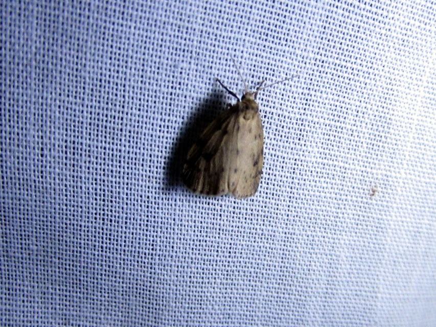 Thumata senex - mocsári medvelepke