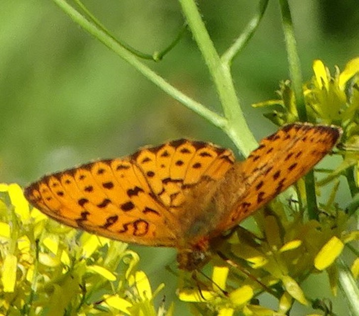 Brenthis daphne - málna-gyöngyházlepke