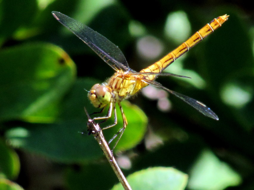 Sympetrum meridionale - fakó katona-szitakötő