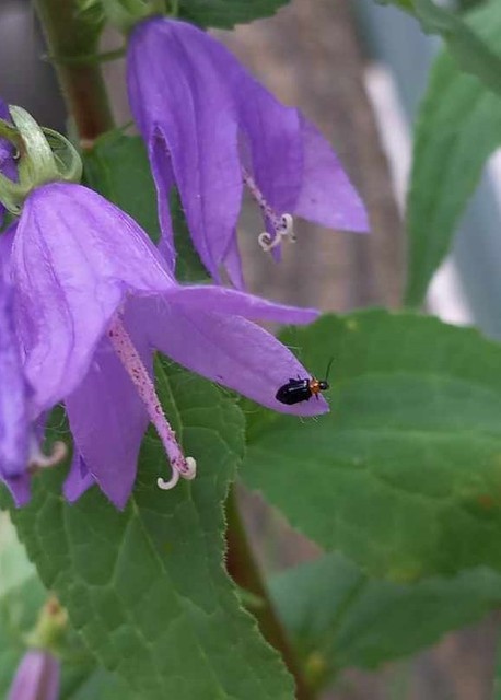 Luperomorpha xanthodera - ázsiai földibolha