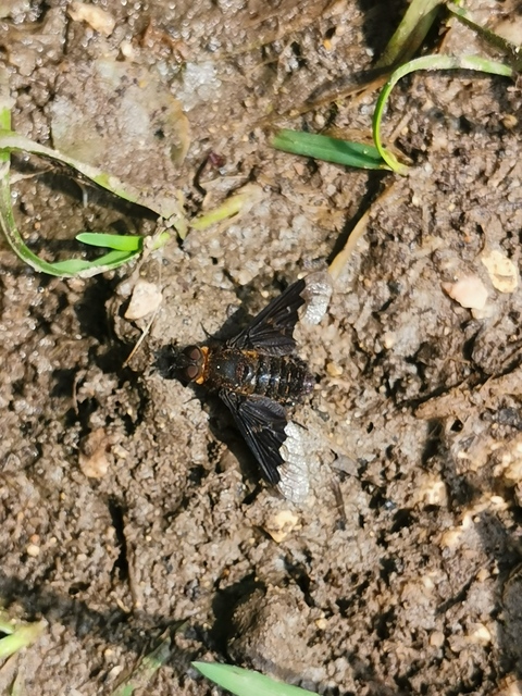 Hemipenthes morio - közönséges gyászlégy